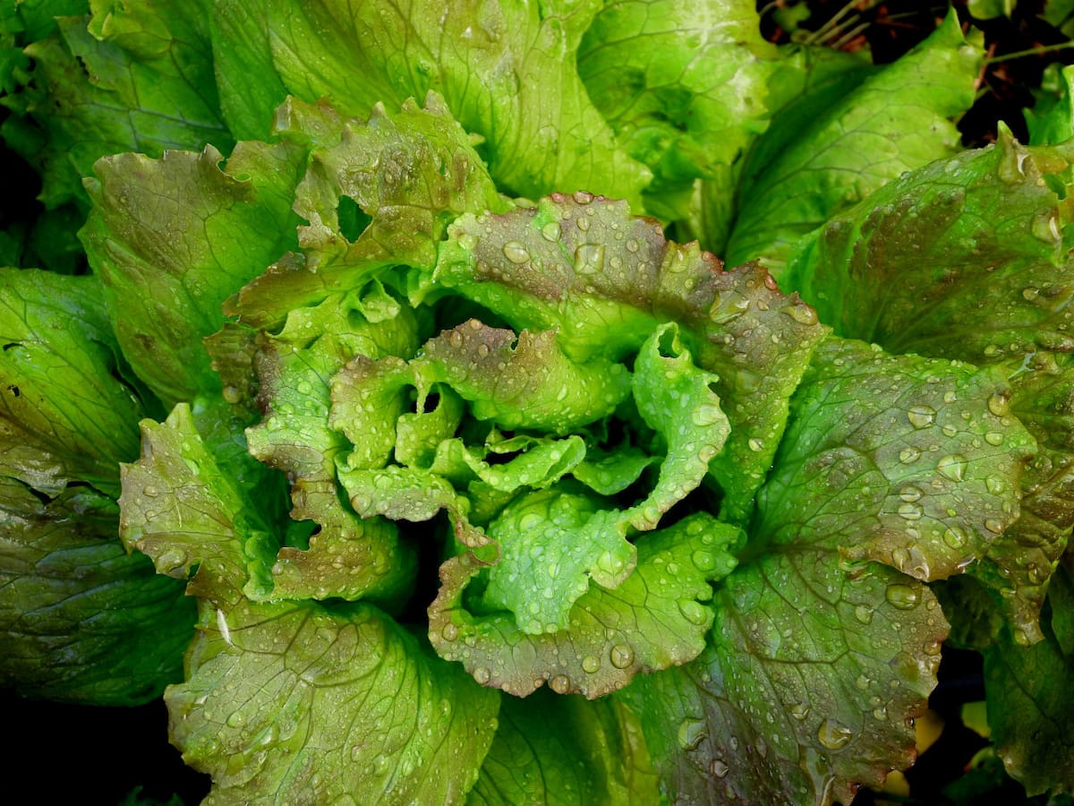 Lechuga, verduras. Foto: Unsplash