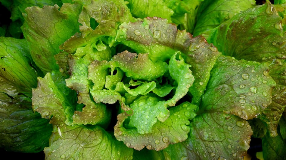 Lechuga, verduras. Foto: Unsplash