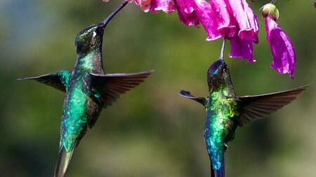 Colibrí. Foto Unsplash