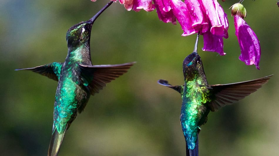 Colibrí. Foto Unsplash