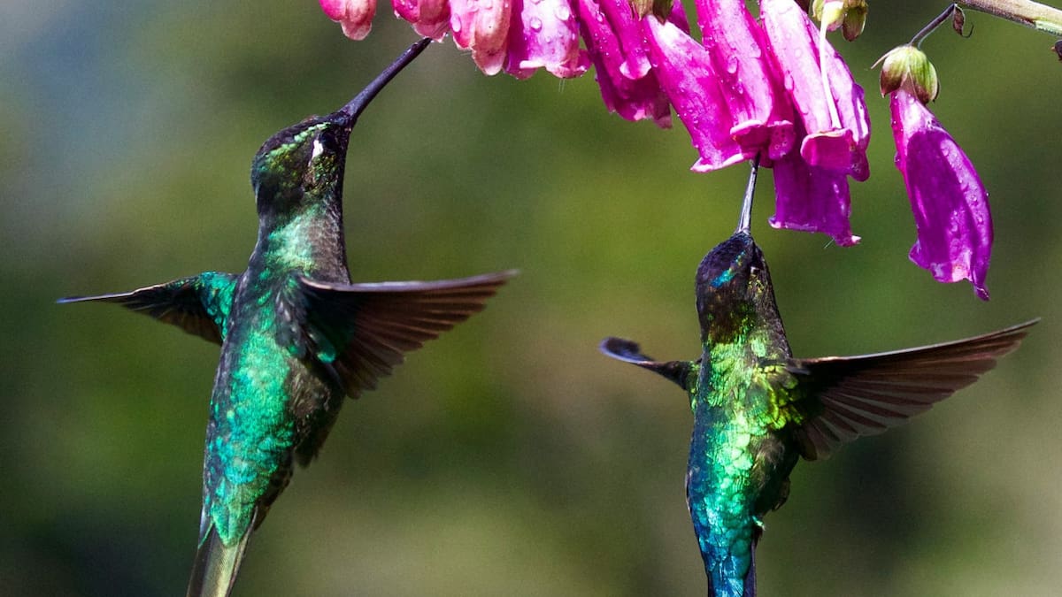 Un dato clave del colibrí que pocos conocen: la particularidad en su visión que lo diferencia de otras aves