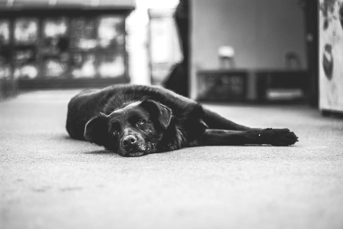 Perros. Foto: Unsplash.
