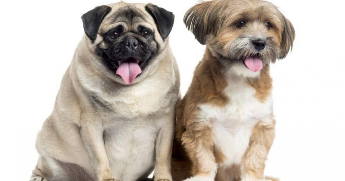Googie Perro Descubren por qué el perro se convirtió en nuestro mejor amigo ...