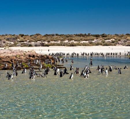 Bahía Bustamante, en Chubut. Foto: Bahía Bustamante Lodge.