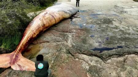 El cetáceo pesaba 20 toneladas. Foto: NA