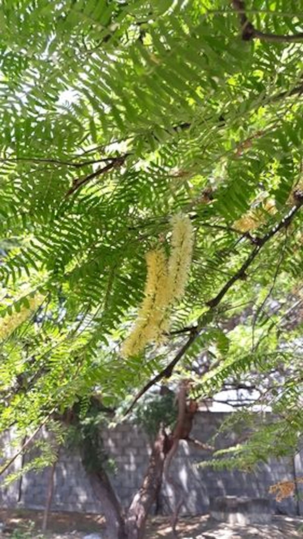 Como cultivar un algarrobo blanco