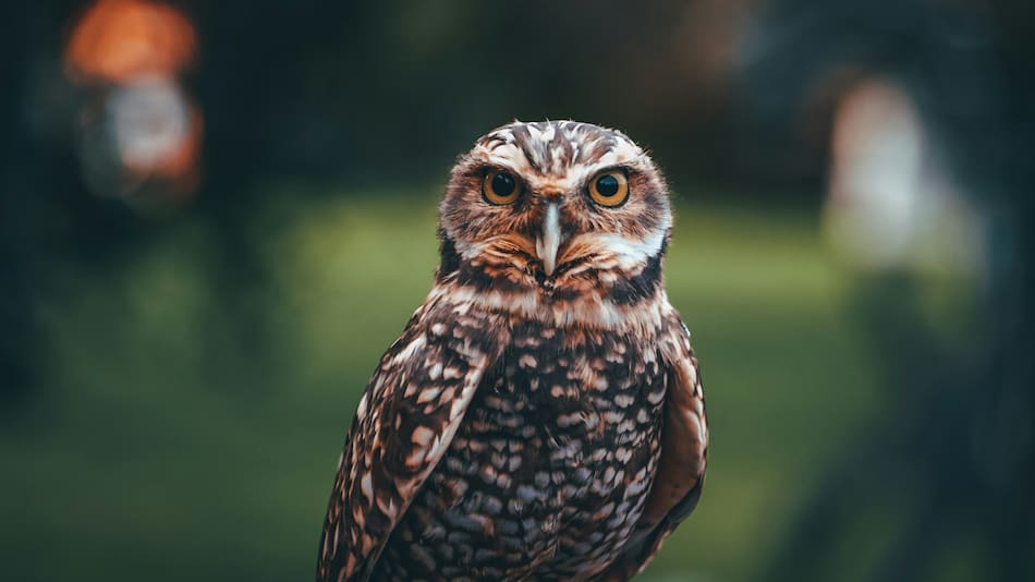 Búho. Foto: Unsplash