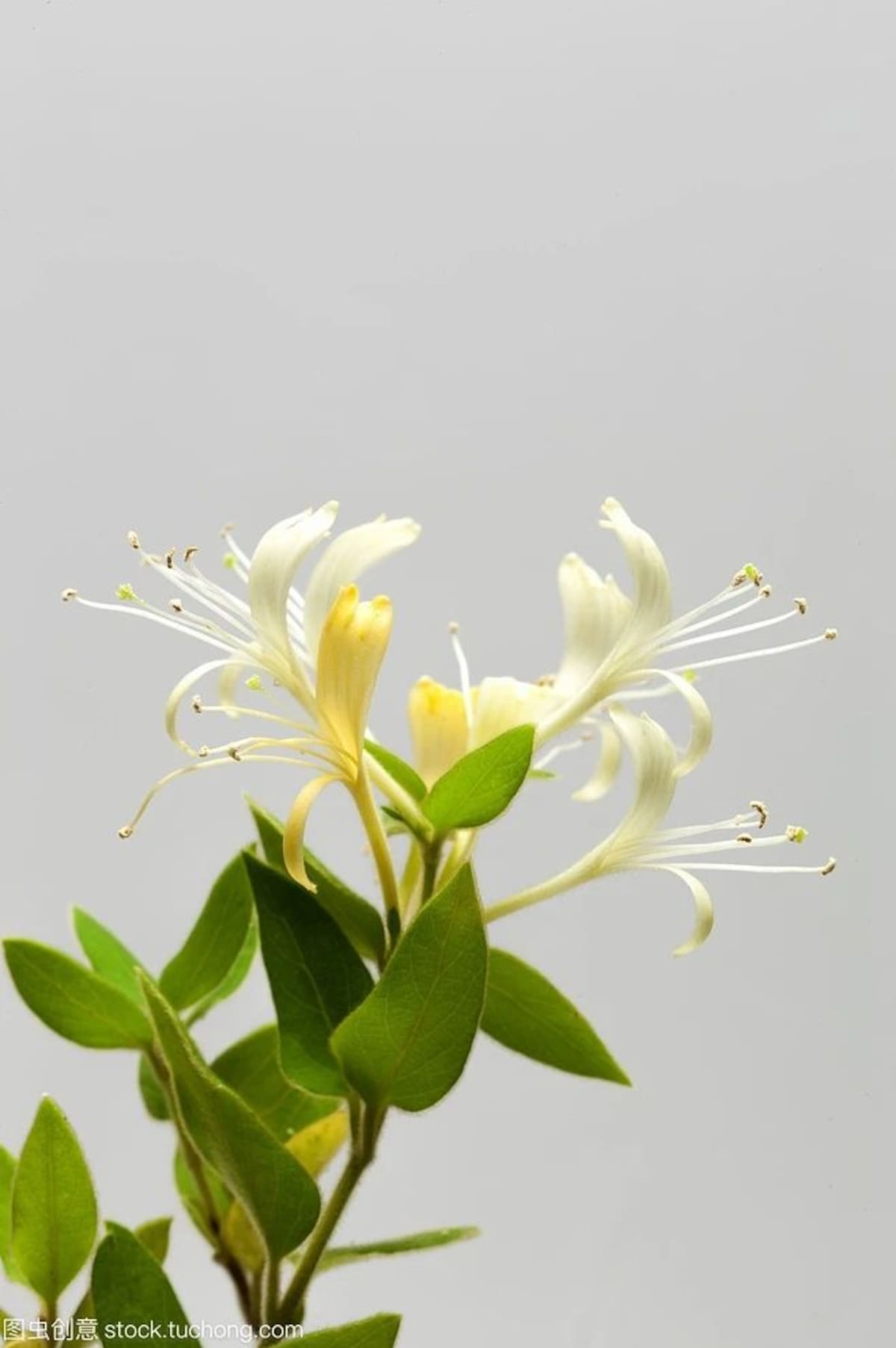 Planta madreselva