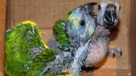 Psitacosis: advierten sobre la tenencia de fauna silvestre ante la aparición de nuevos casos