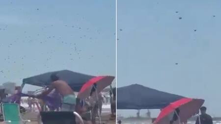 Pánico en las playas Mar del Plata: una invasión de abejas aterroriza a los turistas