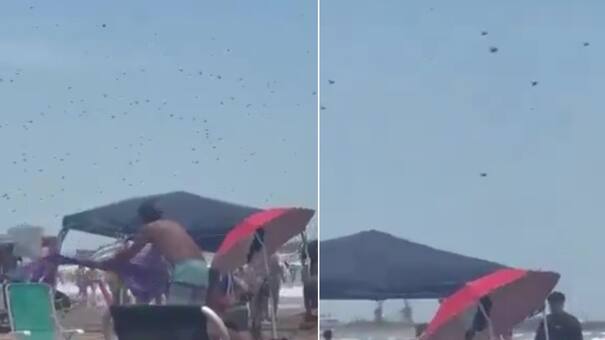 Pánico en las playas Mar del Plata: una invasión de abejas aterroriza a los turistas