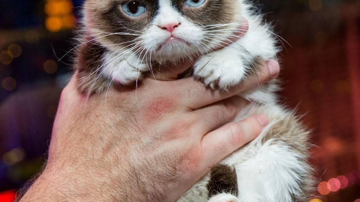 The Grumpy Cat. Fuente: Instagram