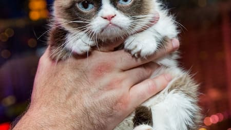 The Grumpy Cat. Fuente: Instagram