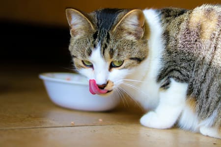 Gato, gatos, felino, comida. Foto Unsplash.