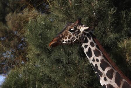 Jirafa rescatada en la frontera norte de México. Foto: EFE.