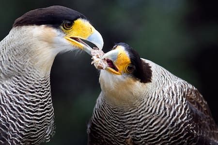 Carancho, ave. Foto: Birding Patagonia.