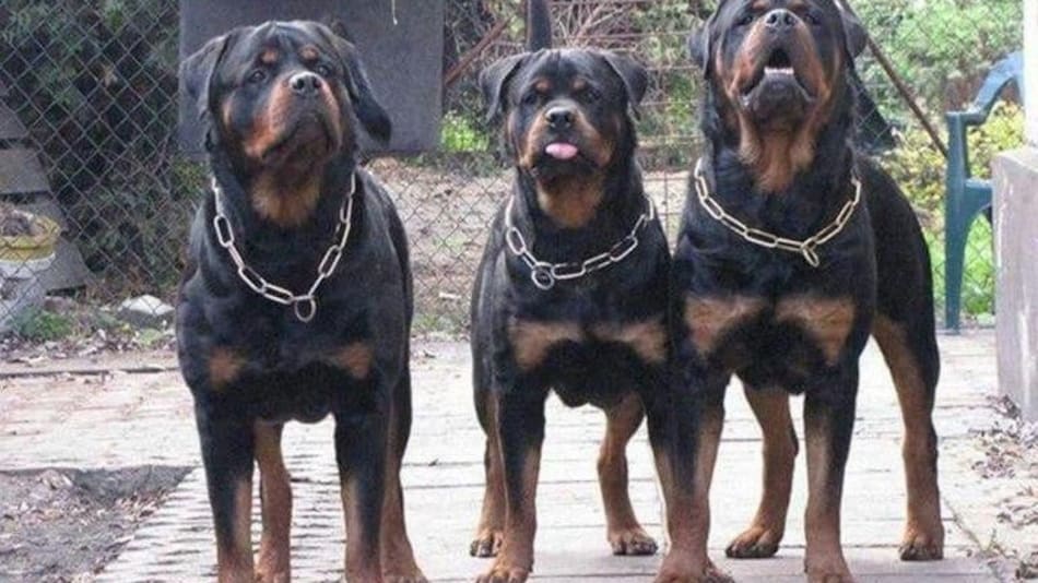 Fue atacado por tres rottweilers. Foto: NA.