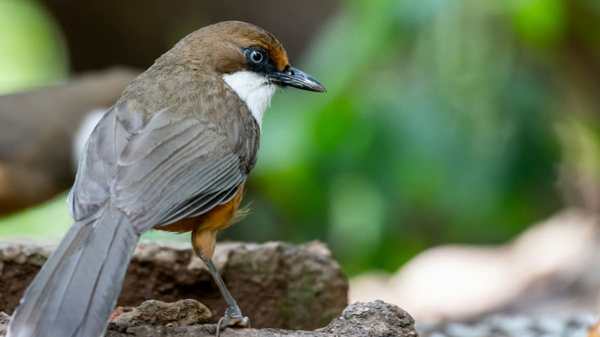 Pájaros del Himalaya