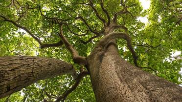Una trampa mortal natural: el misterioso árbol que mata a los pájaros con un llamativo método