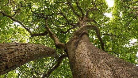 pisonia grandis, árbol