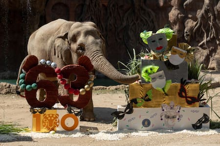 Elefanta trompita. Foto: EFE.