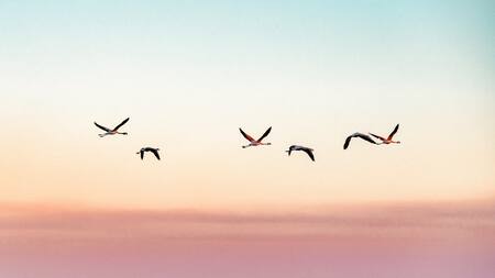 Aves. Foto: Unsplash.