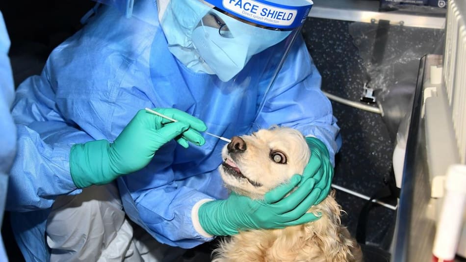 Testeo a animales en Corea del Sur, Reuters.