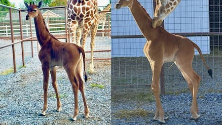 Jirafa nació sin manchas. Foto: Twitter/AlertaMundial2