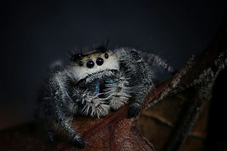 Araña. Foto: Unsplash