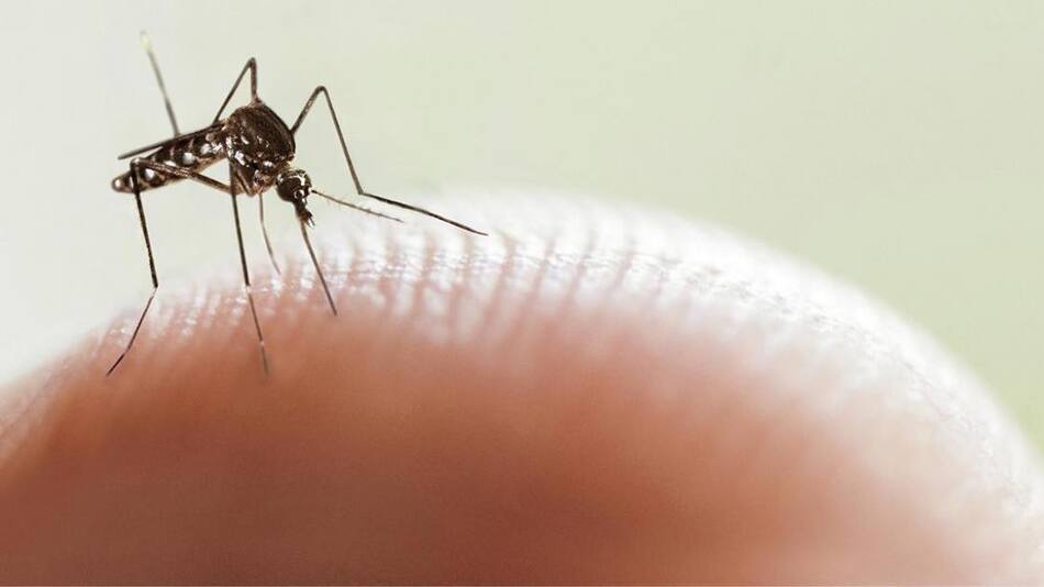 Dengue, salud