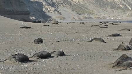 Gripe Aviar en la Antártida Argentina. Foto: captura video Viory.