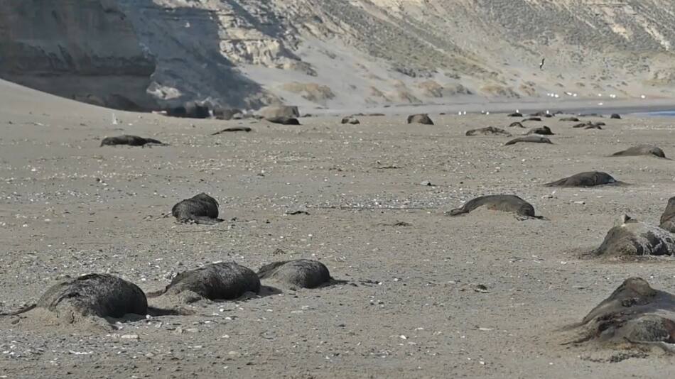 Gripe Aviar en la Antártida Argentina. Foto: captura video Viory.