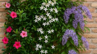 Trepadoras resistentes que crecen rápido y florecen por meses: las favoritas de la jardinería para transformar cualquier espacio