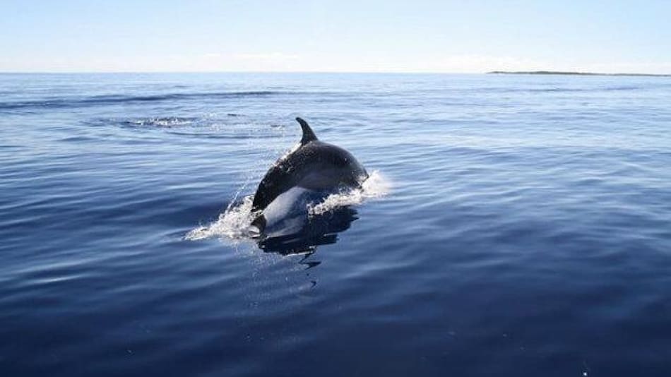 Delfines en Morrocoy, Venezuela. Foto: X