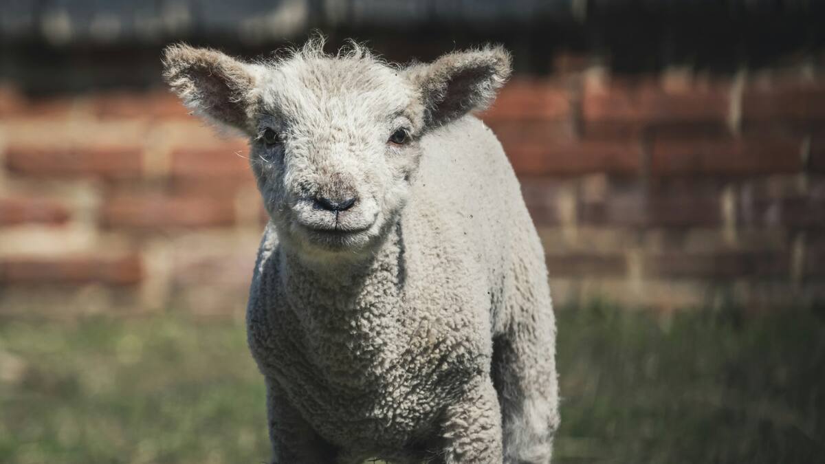 Cordero. Foto: Unsplash