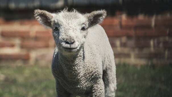 ¿Cómo es Teo?: el cordero modificado genéticamente en España que es furor en las redes