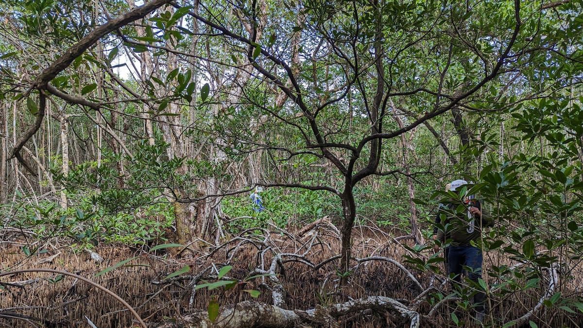Humedales de Panamá. Foto: EFE