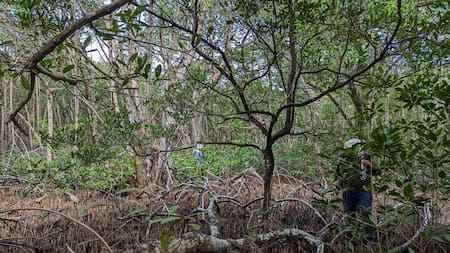 Humedales de Panamá. Foto: EFE