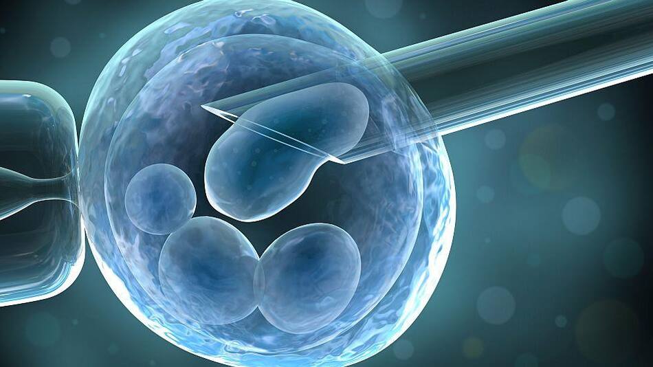 Fertilización - Tratamiento médico - Salud