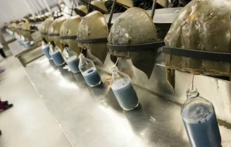 Cangrejo herradura del Atlántico. Foto: Unsplash