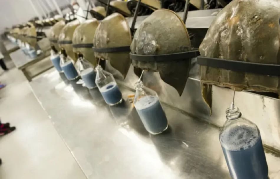 Cangrejo herradura del Atlántico. Foto: Unsplash