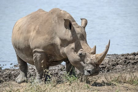 Rinoceronte blanco. Foto: Unsplash.