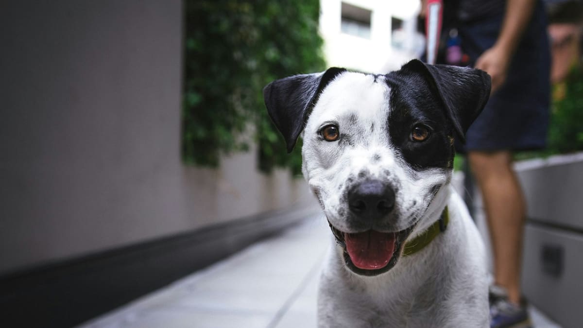 Vacunación y castración gratuita en CABA para perros y gatos: cómo acceder a los servicios para mascotas