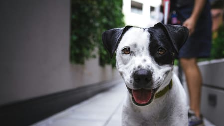 Cómo acceder a los servicios gratuitos de vacunación y castración para perros y gatos en CABA. Foto Unsplash