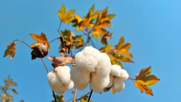 Cultivar tu propio árbol de algodón en casa: guía paso a paso para que crezca en muy pocos meses