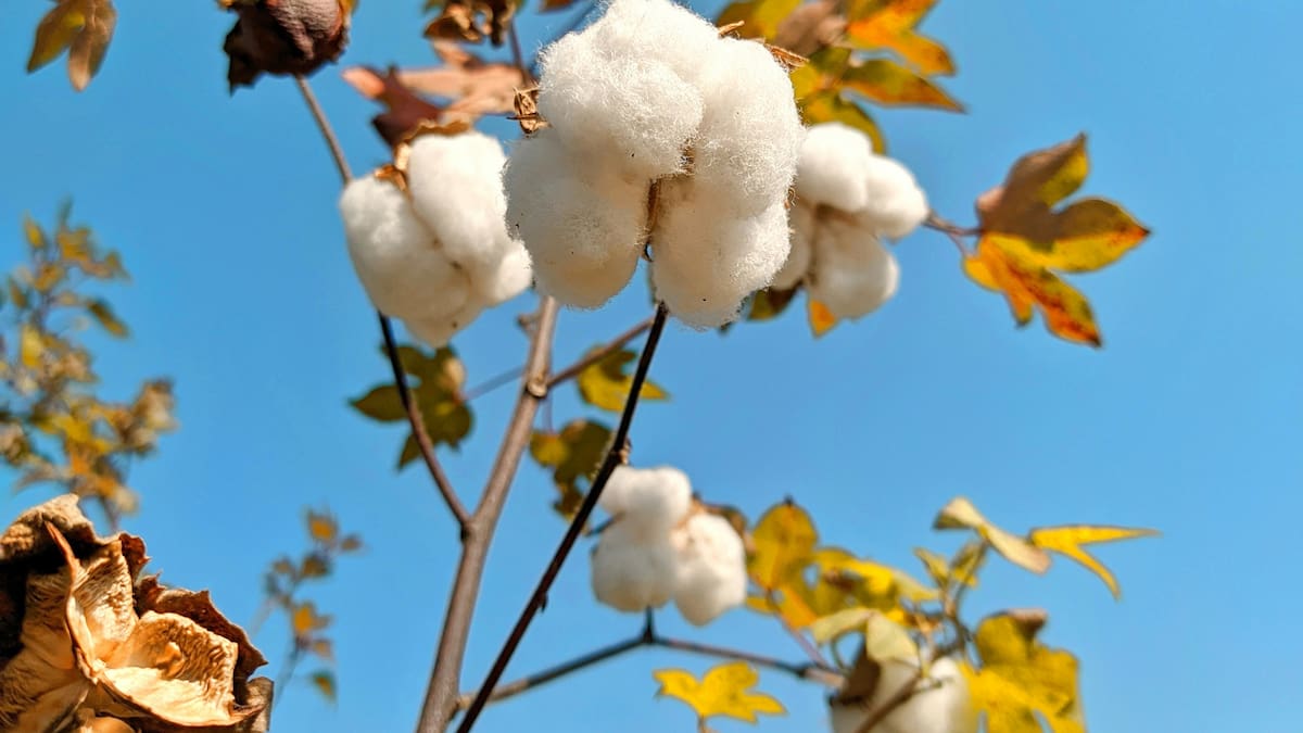 Cultivar tu propio árbol de algodón en casa: guía paso a paso para que crezca en muy pocos meses