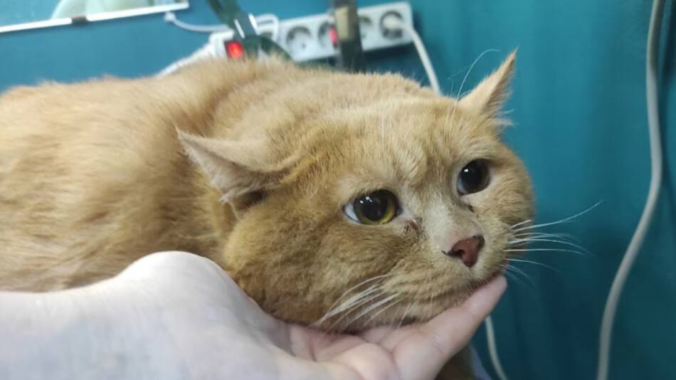 "Migajas" debía bajar 13 kilos para estar en su peso ideal. Foto: VK/cat_Kroshik.