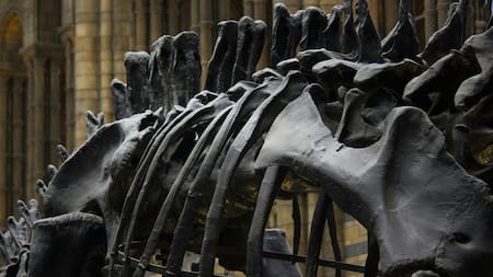 Fósiles. Foto: Pexels.