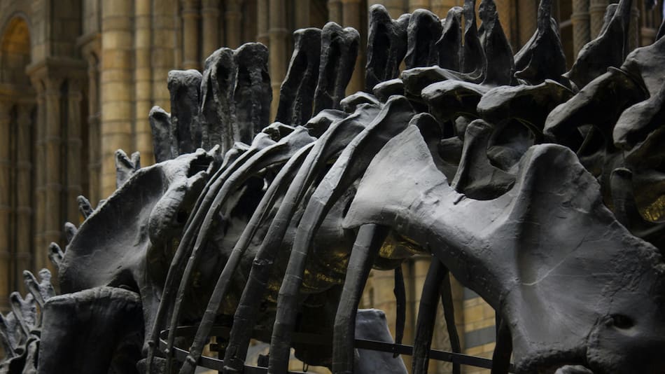 Fósiles. Foto: Pexels.