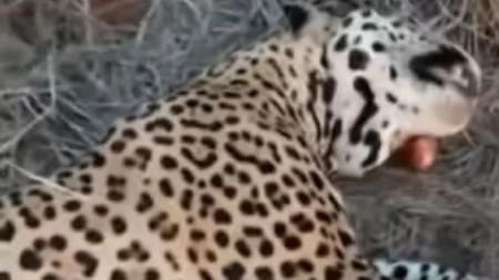 Yaguareté cazado. Foto: captura.